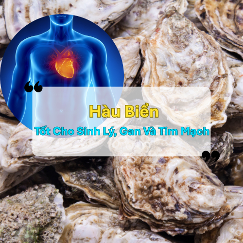 Hàu Biển: Không Chỉ Tăng Sinh Lý Mà Còn Tốt Cho Gan, Tim Mạch